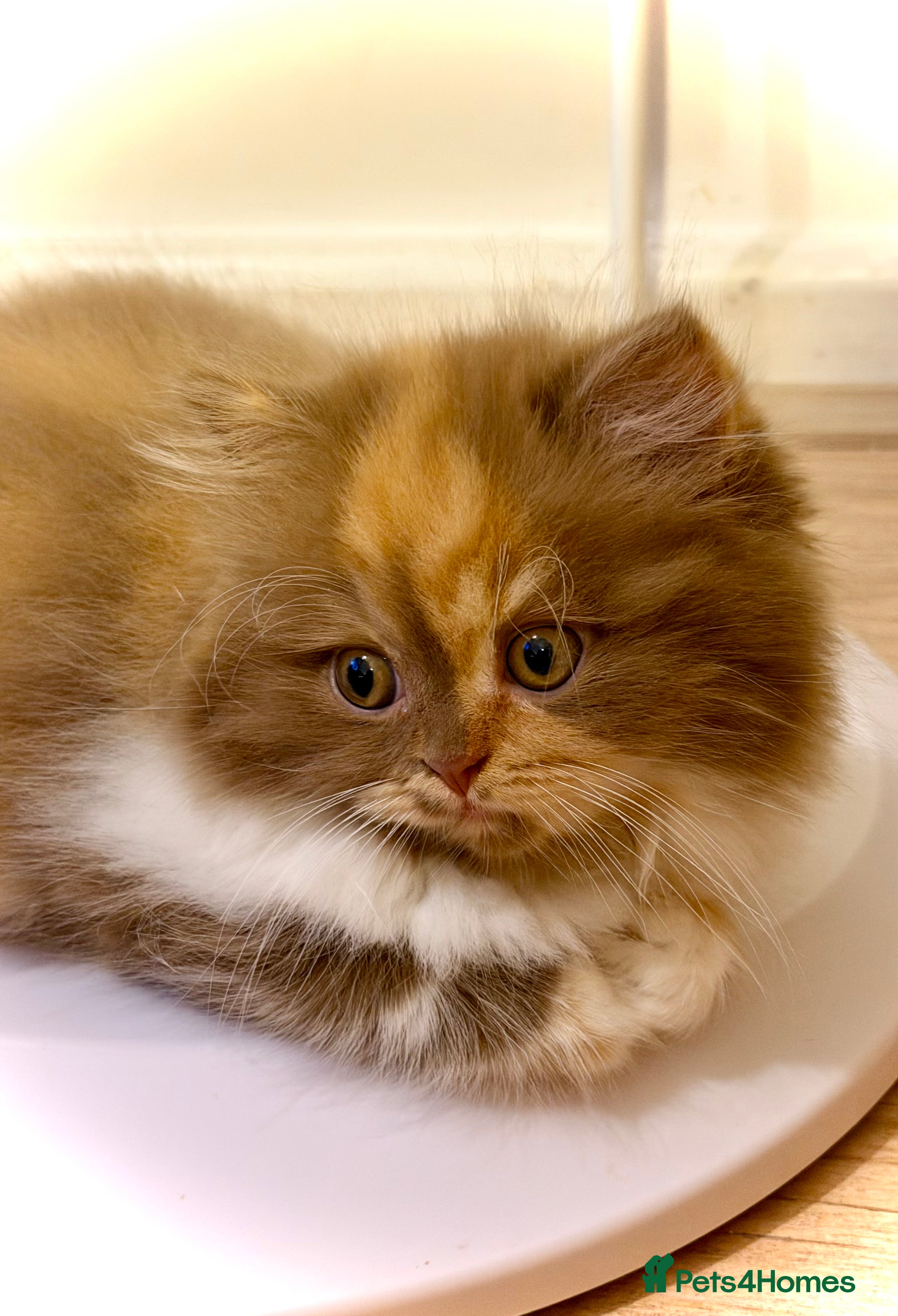 British Longhair cats British Longhair girls TICA registered  - Advert 3