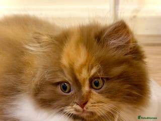 British Longhair cats British Longhair girls TICA registered - Advert 3