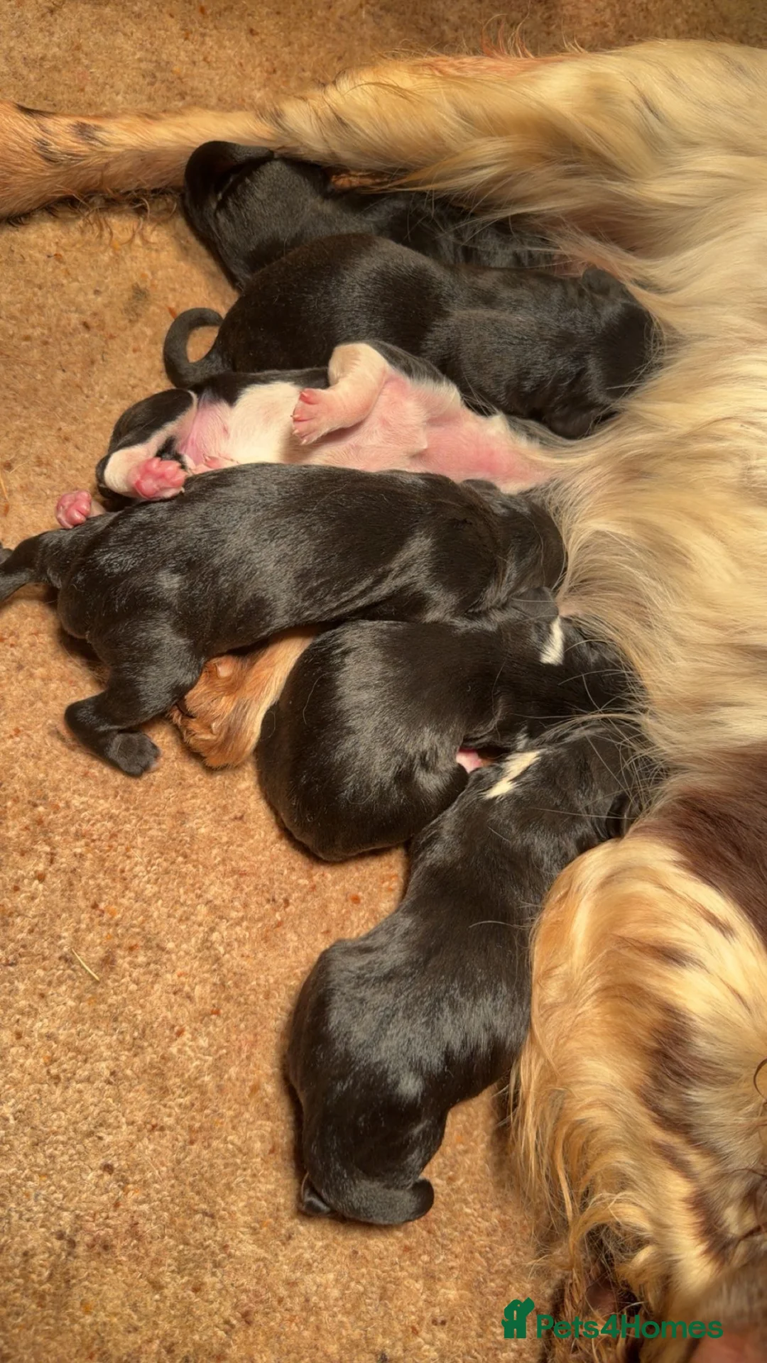 Sprollie dogs for sale: Striking Springer Spaniel x Collie Puppies - Advert 3