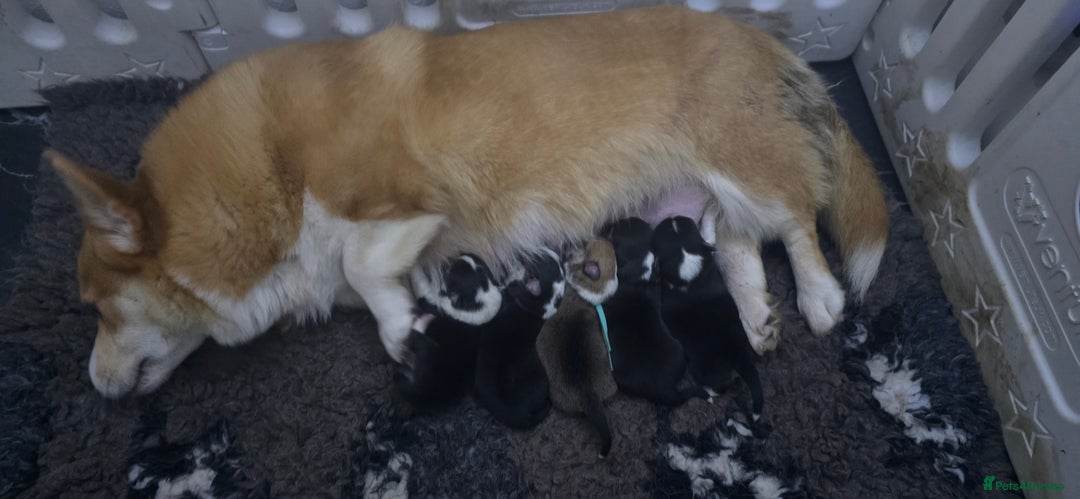 Welsh Corgi Pembroke dogs for sale: Outstanding Welsh Pembroke Corgi Puppies - Advert 6