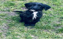 Jackapoo dogs for sale: Jackapoo Puppies  - Advert 2