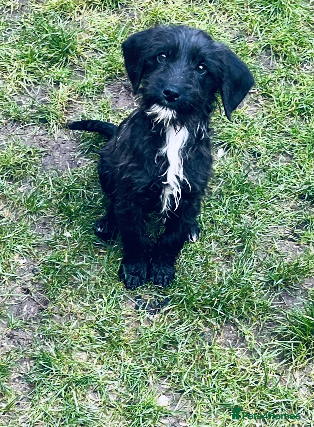 Jackapoo dogs for sale: Jackapoo Puppies  - Advert 2