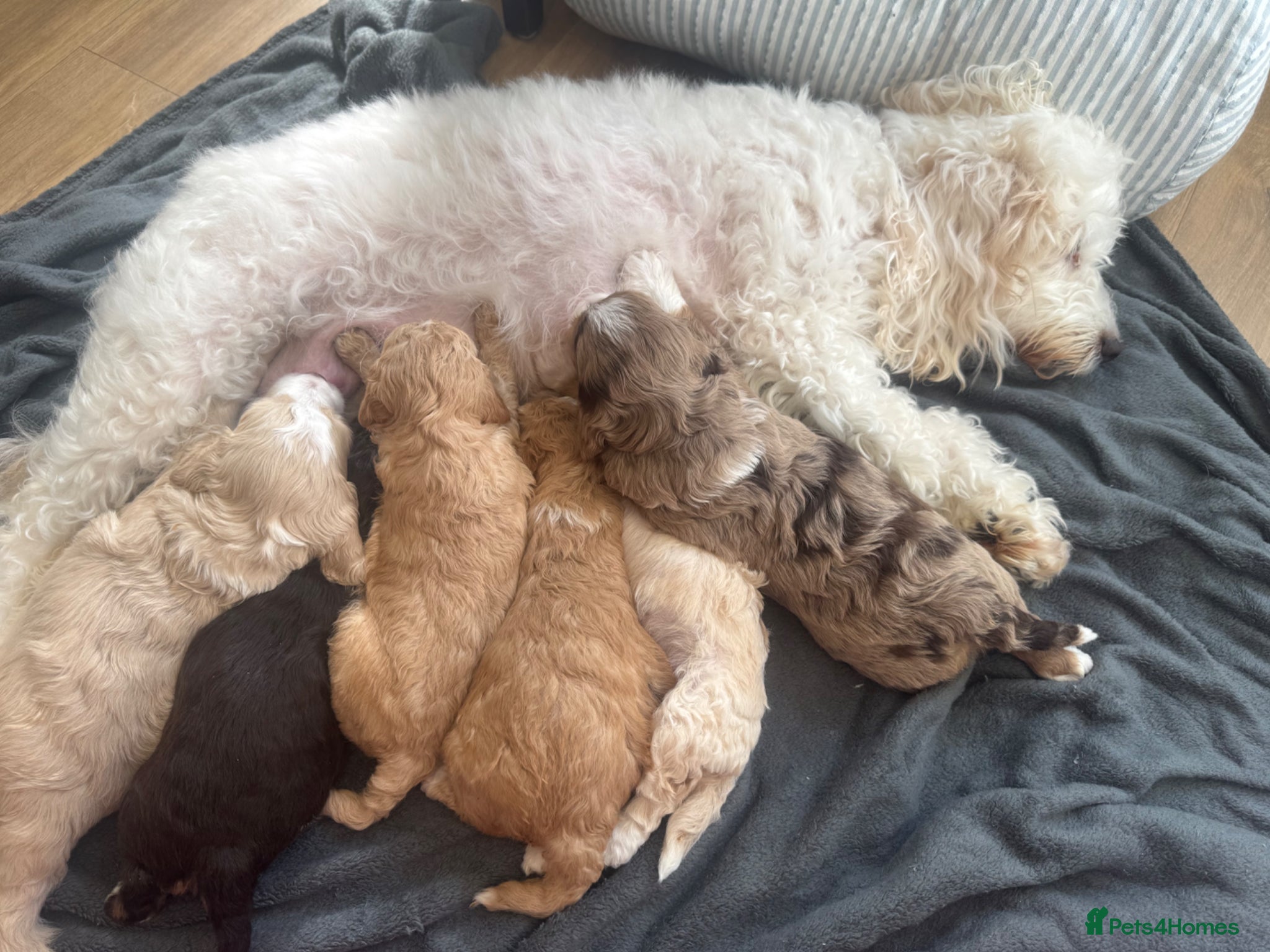 Cockapoo dogs for sale: Beautiful F2b Cockapoo puppies - Advert 1