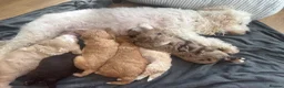 Cockapoo dogs for sale: Beautiful F2 Cockapoo puppies - Advert 1