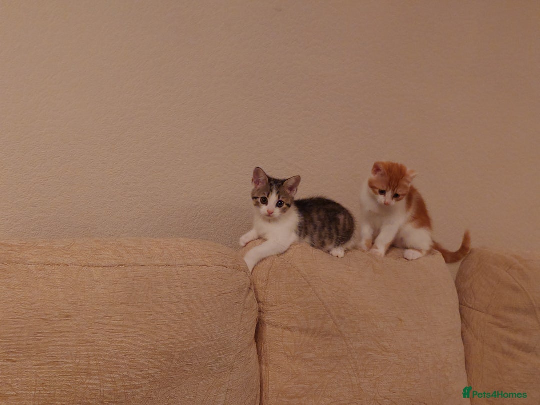 Mixed Breed cats for sale: 6 kittens of a Persian mum with Tuft ears. - Advert 31