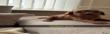 Cavapoo 4