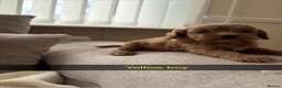 Cavapoo dogs for sale: Cavapoo puppies ruby red - Advert 12