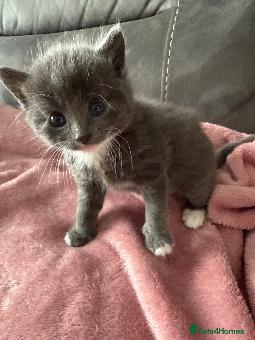 Persian cats for sale: 🐾 Adorable Persian Cross Kittens 🐾 - Advert 2