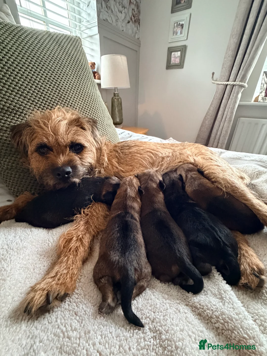 Border Terrier dogs for sale: Border terrier puppies  in Sleaford - Advert 1