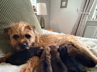 Border Terrier dogs Border terrier puppies in Sleaford - Advert 2