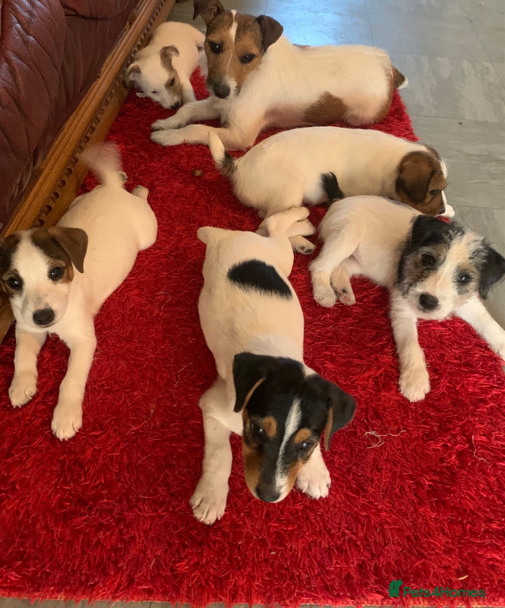 Jack Russell dogs Jack Russell puppies - Advert 8