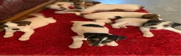 Jack Russell dogs for sale: Jack Russell puppies - Advert 1