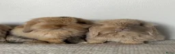 Angora rabbits for sale: Angora × Lion Lop Baby Bunny  - Advert 2