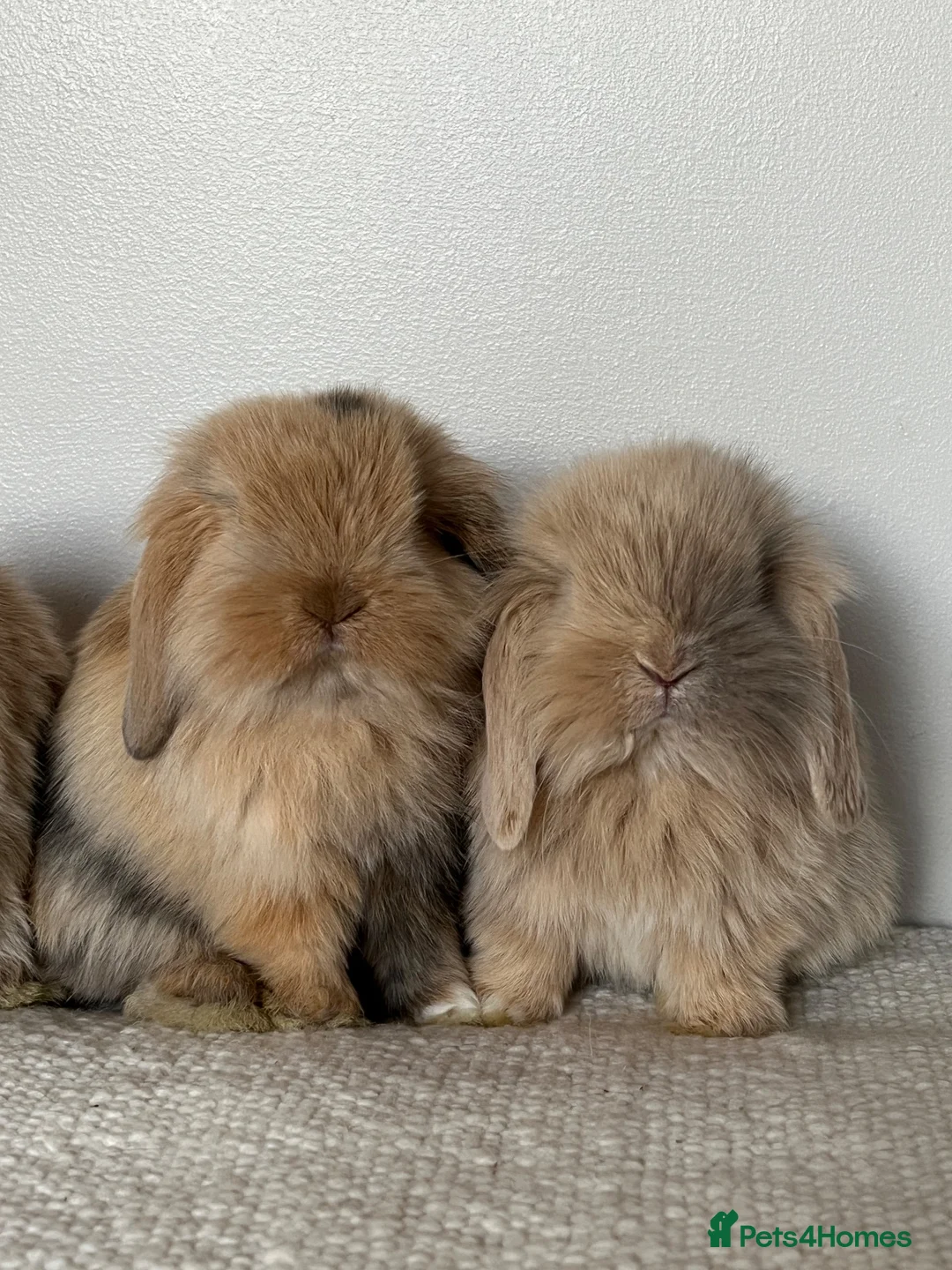 Angora rabbits for sale: Angora × Lion Lop Baby Bunny  - Advert 2