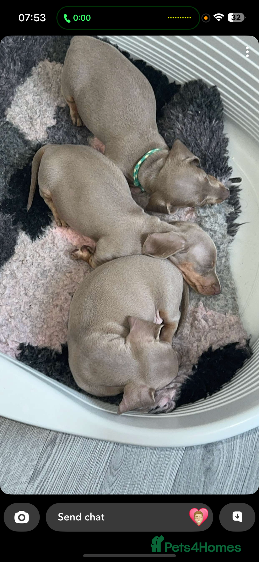 Miniature Dachshund dogs for sale: Miniature dachshund - Image 4