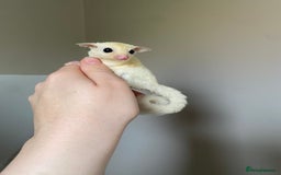 Sugar Glider rodents for sale: Leu male joey ready now  in Wolverhampton - Image 1