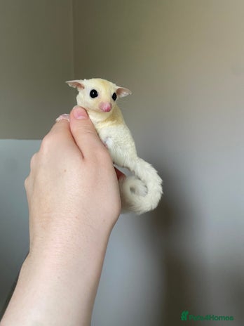 Sugar Glider rodents in Wolverhampton - Advert 8