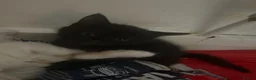 Domestic Shorthair cats for sale: Kittens - Advert 2