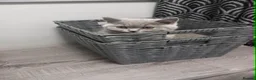 British Shorthair cats for sale: Grand Champion Sired British Shorthair Kittens - Advert 5