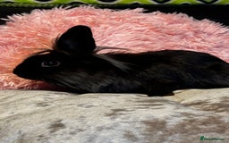 Mixed Breed rabbits for sale: Netherland dwarf and lionhead mixed bunnies - Image 20