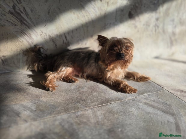 Yorkshire Terrier dogs - Advert 3