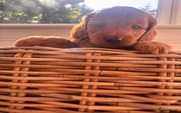 Cockapoo dogs for sale: Gorgeous Deep Red Cockapoos  - Image 3