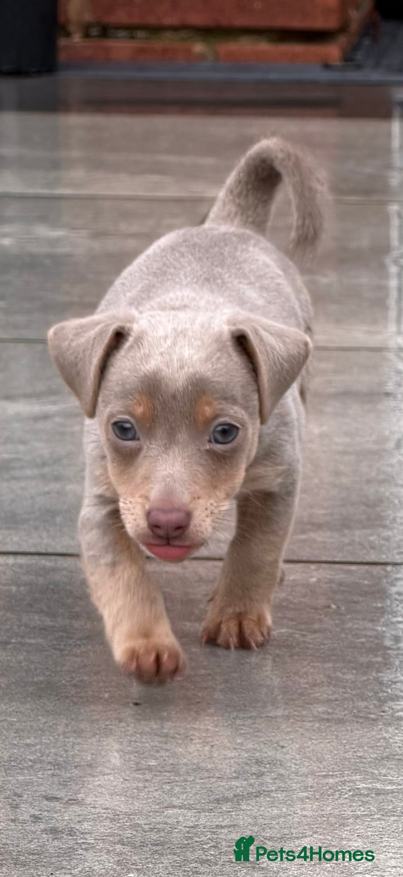 Jack Russell dogs Beautiful miniature lilac and tan boy  - Advert 5