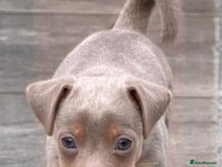 Jack Russell dogs Beautiful miniature lilac and tan boy - Advert 5