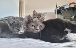 British Shorthair cats for sale: 3 beautiful kittens ready for forever homes - Image 1