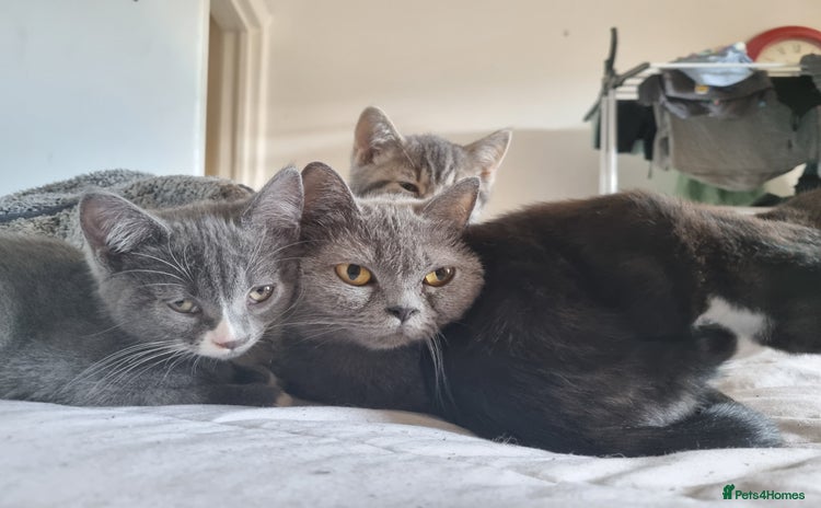 British Shorthair cats - Advert 1