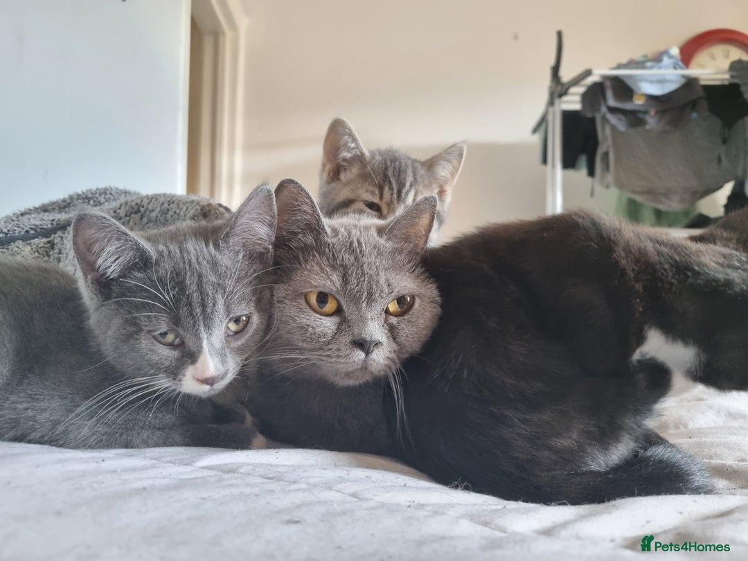 British Shorthair cats for sale: 3 beautiful kittens ready for forever homes - Image 1