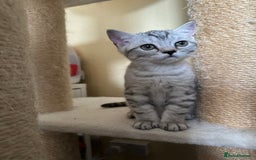 British Shorthair cats for sale: Stunning British Shorthair Kittens & adule cat - Image 16
