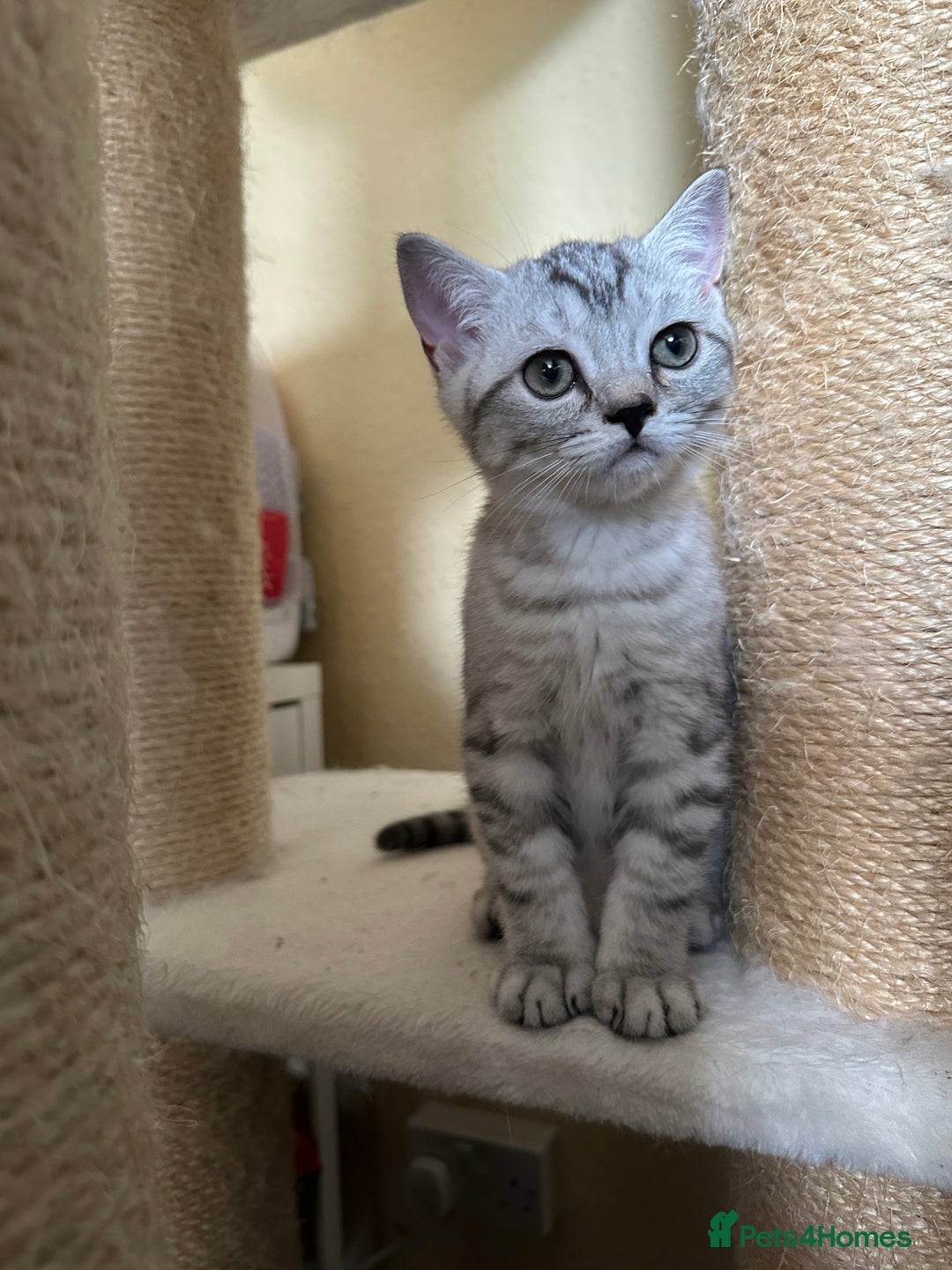 British Shorthair cats for sale: Stunning British Shorthair Kittens & adule cat - Image 16