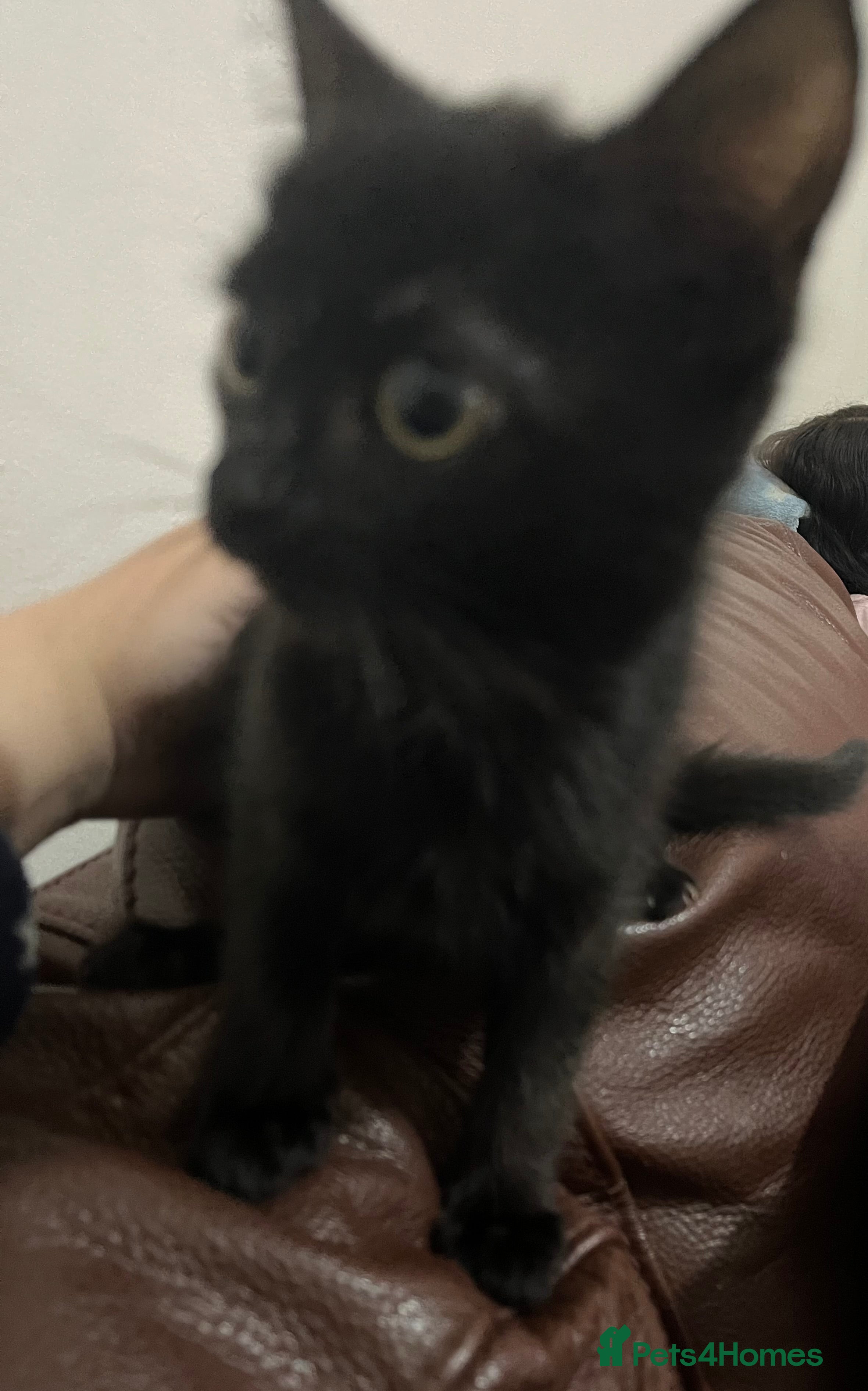 Mixed Breed cats Kitten  - Advert 11