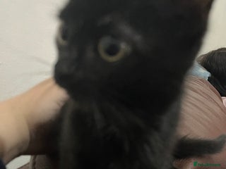 Mixed Breed cats Kitten - Advert 1