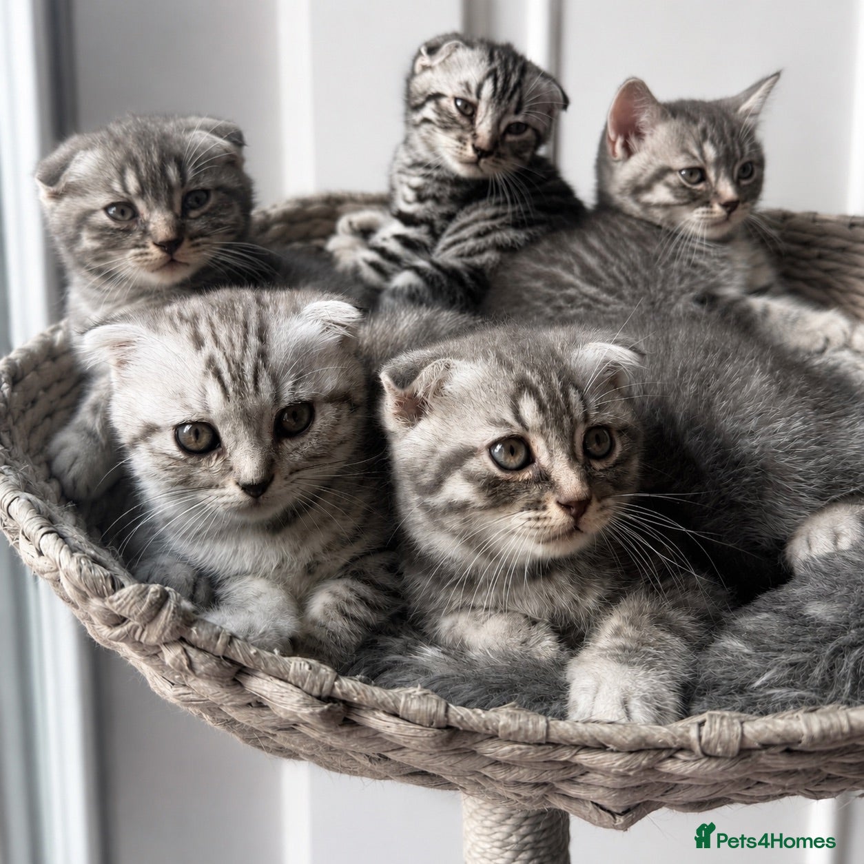 British Shorthair cats Pure breed Scottish Fold &Straight grey tabby  - Advert 3