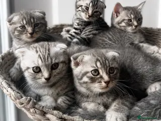 British Shorthair cats Pure breed Scottish Fold &Straight grey tabby - Advert 3