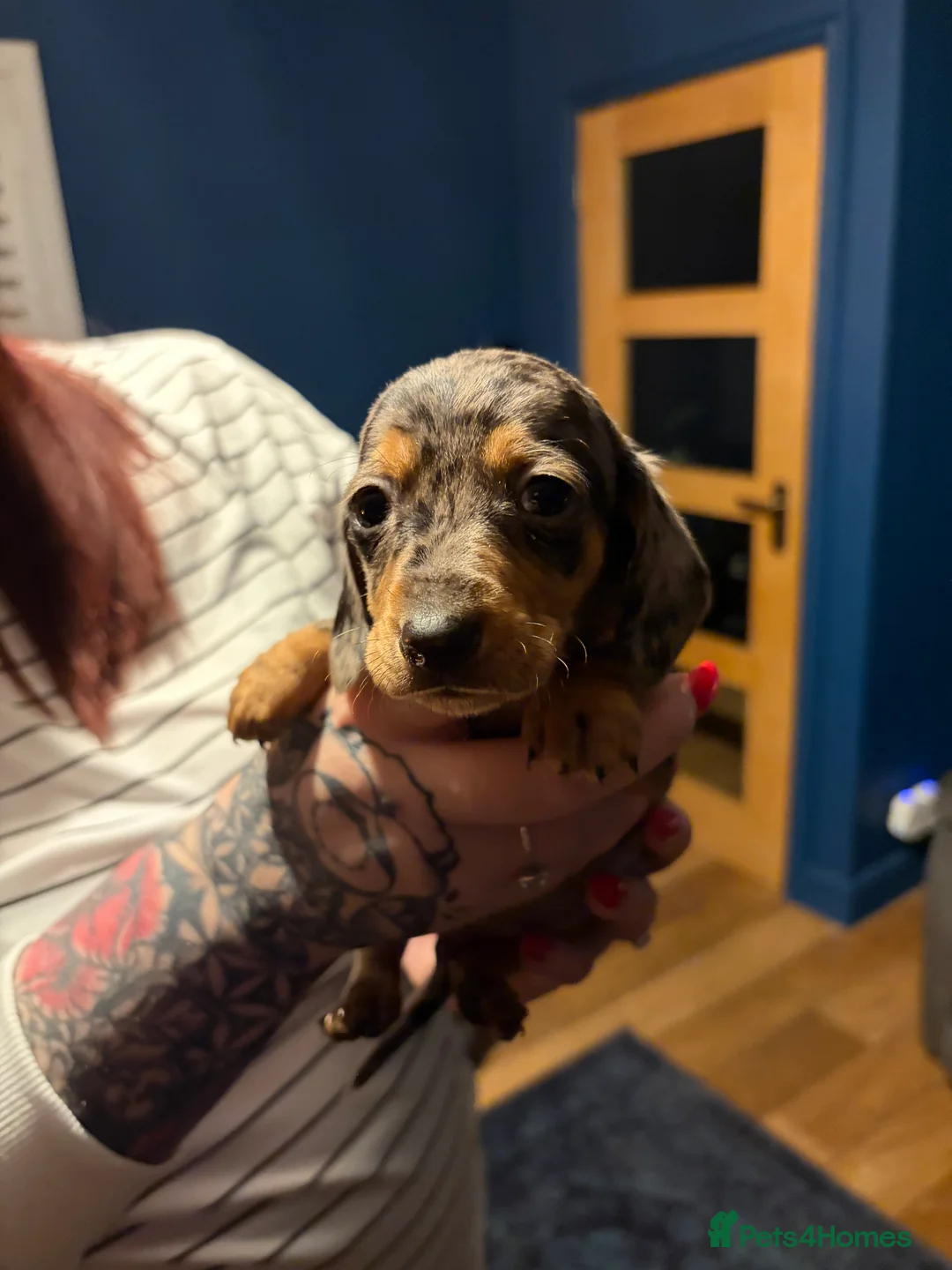 Miniature Dachshund dogs for sale: Miniature long haired Dachshund  - Advert 11