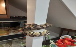 Python Snake reptiles for sale: 2 x royal ball pythons with complete set up - Image 11
