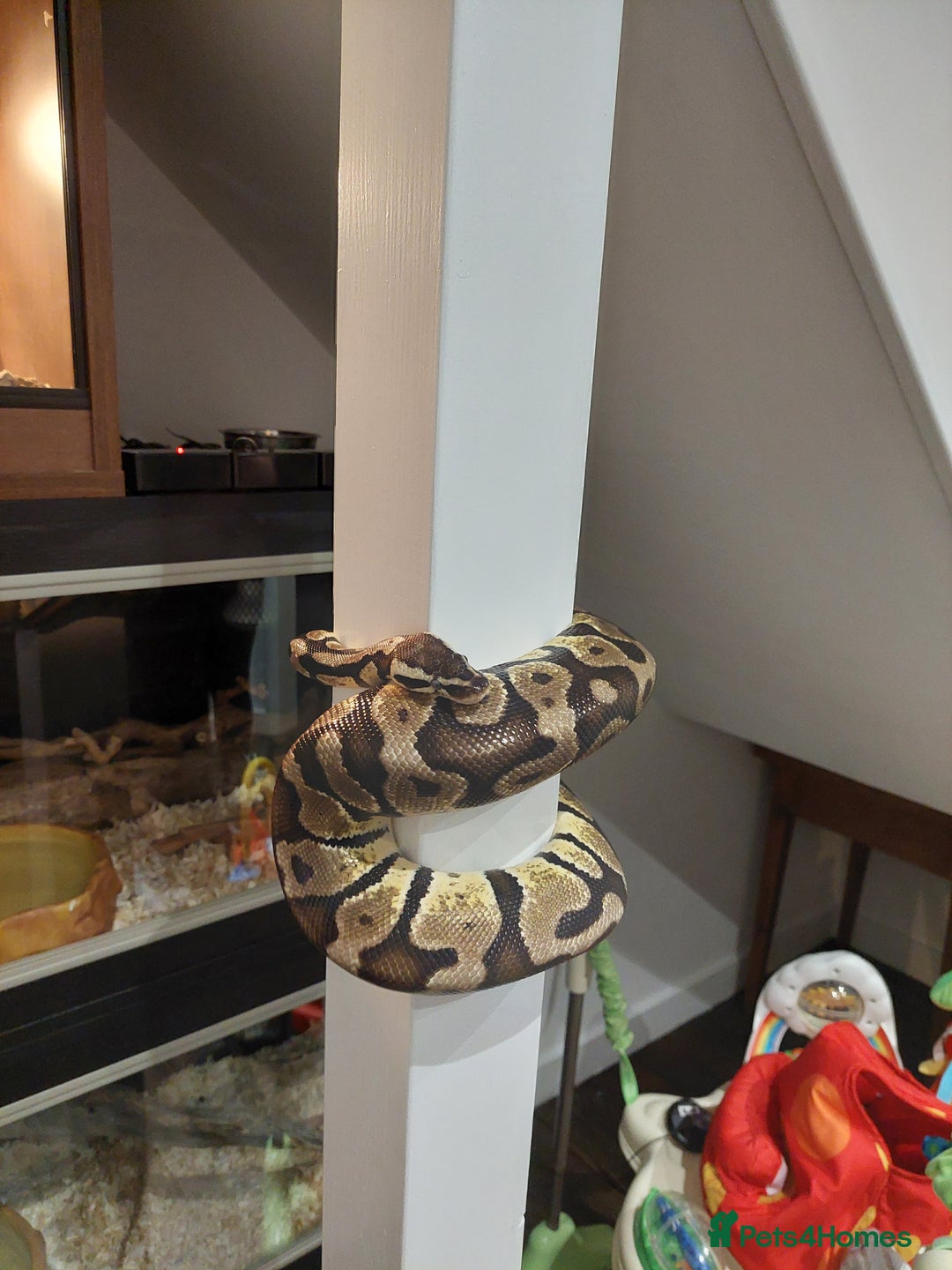Python Snake reptiles for sale: 2 x royal ball pythons with complete set up - Image 11