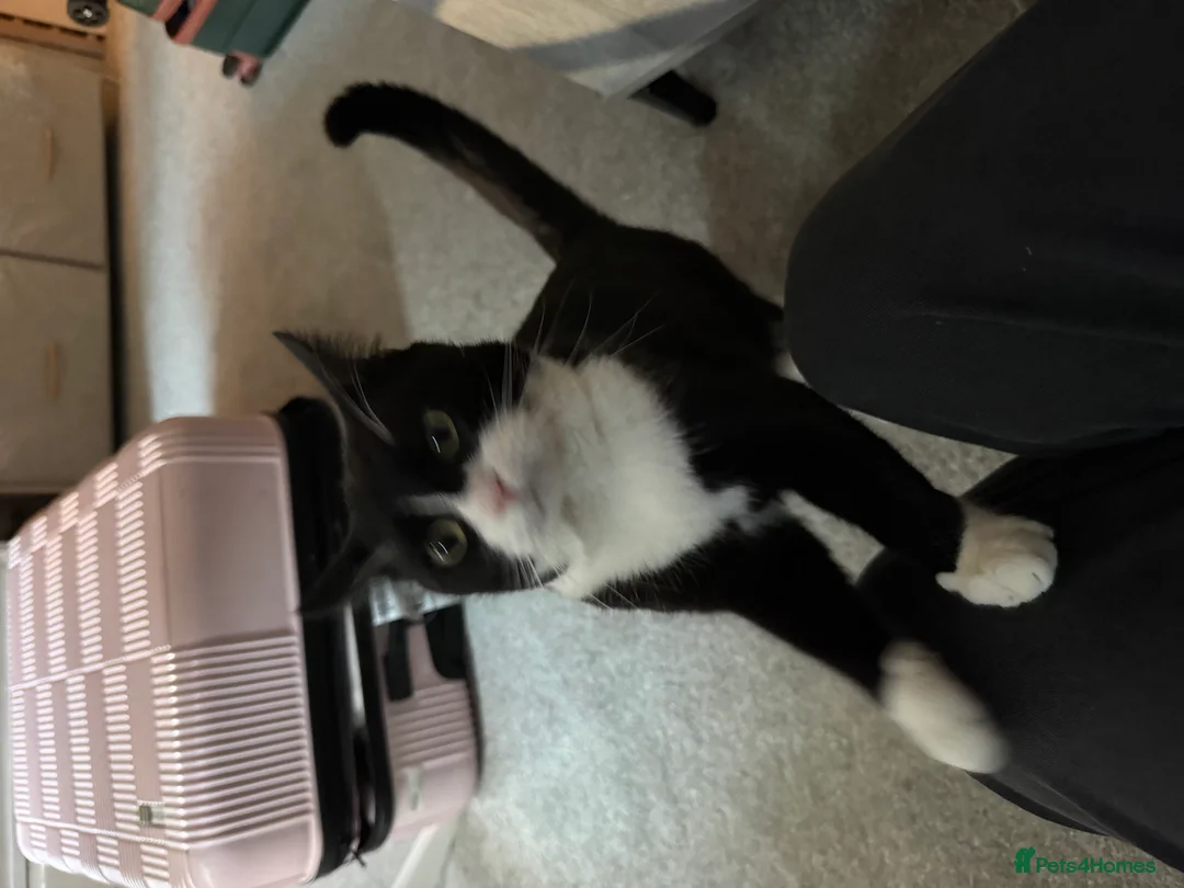 British Shorthair cats for sale: Kovu  - Advert 2