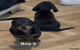 Miniature Dachshund dogs for sale: ✨ Gorgeous Miniature Dachshund Puppies ✨ - Image 10