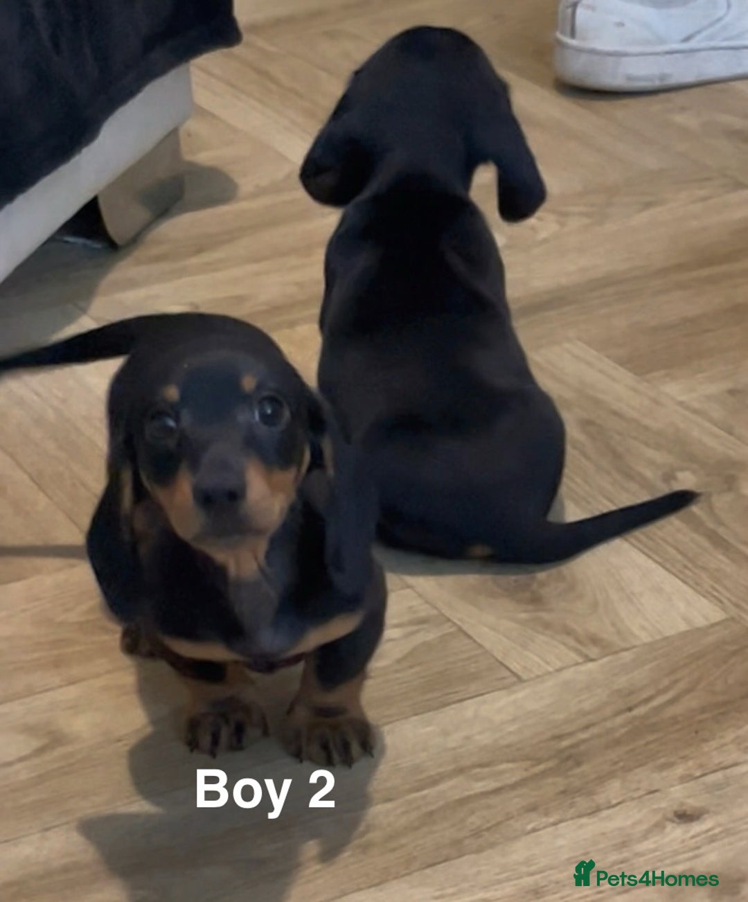 Miniature Dachshund dogs for sale: ✨ Gorgeous Miniature Dachshund Puppies ✨ - Image 10