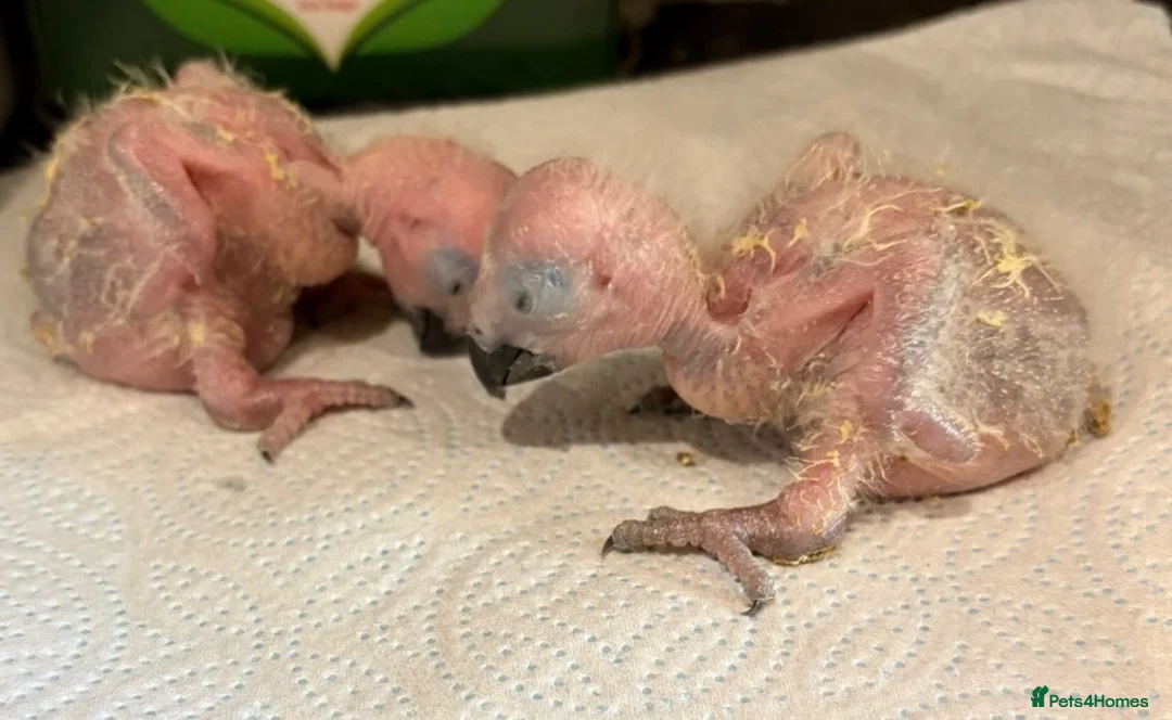 Parrots birds for sale: Baby parrots ready soon  - Advert 5