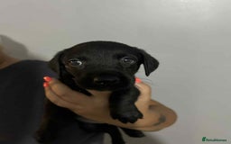 Labrador Retriever dogs for sale: Labrador puppies  - Image 11