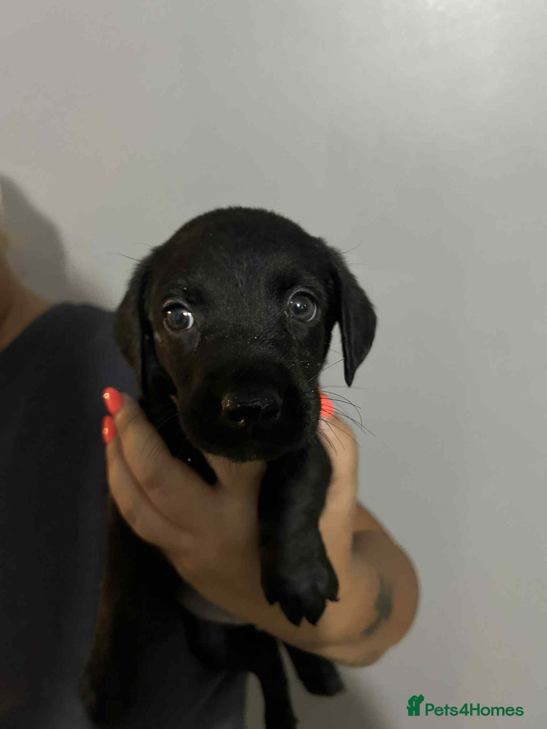 Labrador Retriever dogs for sale: Labrador puppies  - Image 11