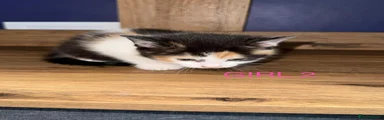 Mixed Breed Kitten 4