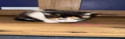 Mixed Breed cats for sale: 5 Beautiful kittens for sale £100 - Advert 23