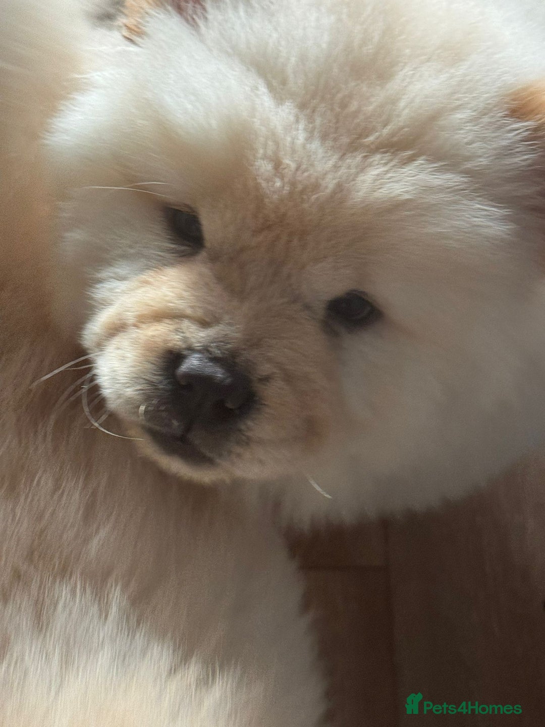 Chow Chow dogs for sale: Miss chow chow mummy  - Advert 9