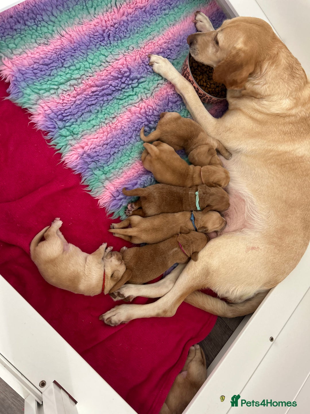 Labrador Retriever dogs for sale: Beautiful Fox Red Litter DUE 18th January  - Advert 9